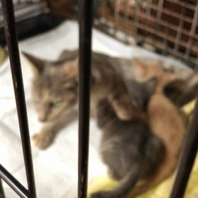 仔猫まだまだ続きますの画像