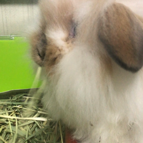 ライオンロップ元気になりましたの画像