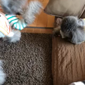 どうして…の画像