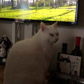 ♡珍しくカメラ目線♡の画像