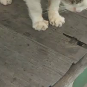 しらゆきちゃん動画シリーズの画像