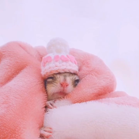 シマリスもも3歳おめでとー♡♡の画像