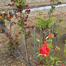 姉の家に～の画像