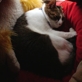 サー・ベルス(コロナ禍なのでお家時間)の画像