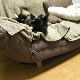 毎日ケンカが絶えませんの画像