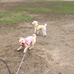 退院出来ましたの画像