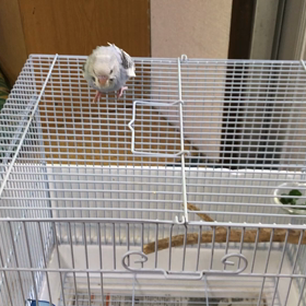 ラピス、、初飛行の画像