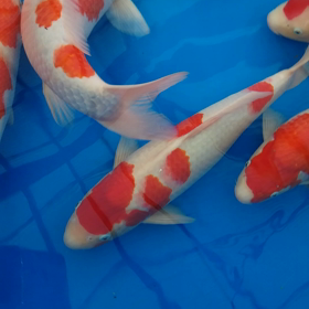 ○知紅白の画像