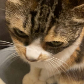 ローソンのからあげクンうまかっちゃん味と抹茶白玉パフェ動画アップしましたの画像