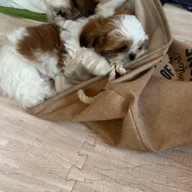 かくれんぼの画像