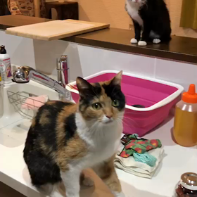 シンクロ率100%の画像