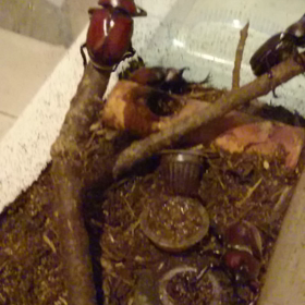 #カブトムシ  その２の画像