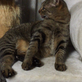 立派なお腹を持ったねねちゃんの画像