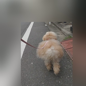 フリフリ散歩の画像