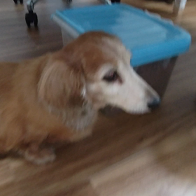 サクラちゃんずっと一緒の画像