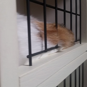 今夜もしっぽの画像