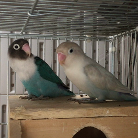 ボタンインコの画像