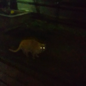 今夜のノラちゃんの画像