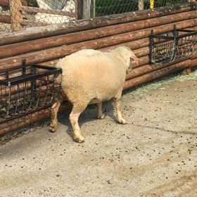 ケツがかゆいの画像