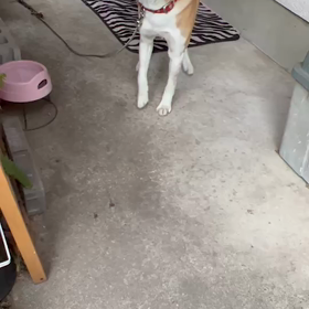 今日のゴン太の画像