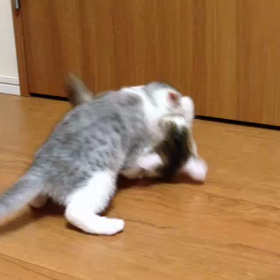 子猫動画その2の画像