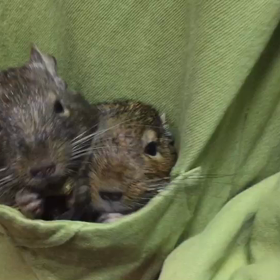 デグーのぷっちょとそらの画像