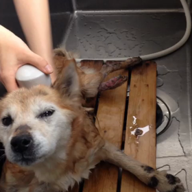 シャンプー動画の画像