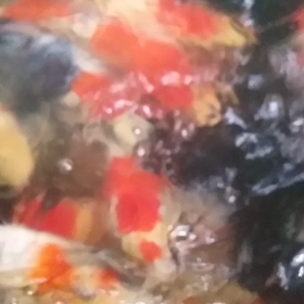 飛んでる！の画像