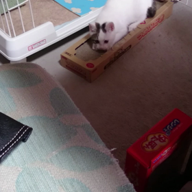 お利口さんの画像