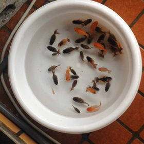 ライオンヘッドの画像