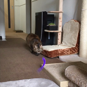 エルと遊ぶの画像