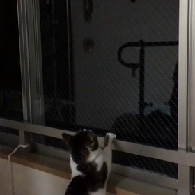 昨夜のうんこ、娘、母、私、デールの動画の画像