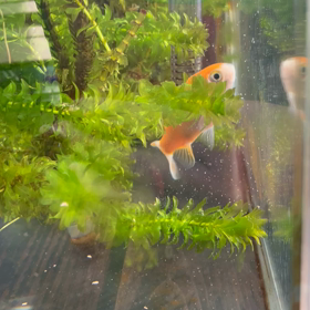 チビきんの画像