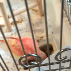 餌入れから食べた。の画像