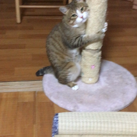 モモちゃん日記の画像