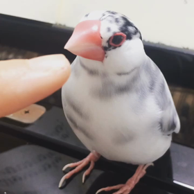 調律したてです♪の画像