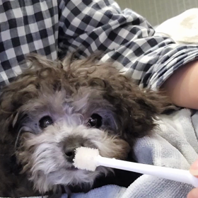 うちのこ20日目、歯磨きの画像