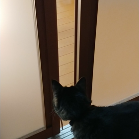 猫が来てるの画像