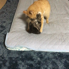 稚内ピーチマーブル、根室ハニーホッコリの画像