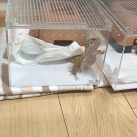 モカちゃん　どうした！の画像