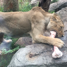 ライオンが骨かぶりつきの画像