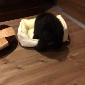 今日のりんたろうの画像