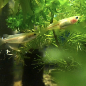 メダカ日記始めましたの画像