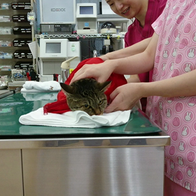 ﾁｬｯﾋﾟｰお姉さんの予防接種動画ですの画像