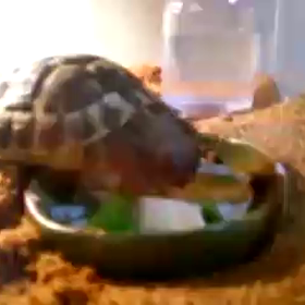 お食事♪の画像