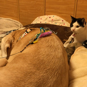 よもぎの優しさ、じゃらしは見送るものの画像