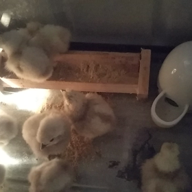 ぴょこ達の引っ越し(^o^)の画像