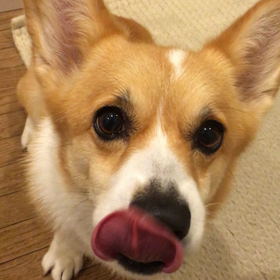 ハコシャンとジャーキーの画像