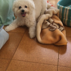 大はしゃぎの画像