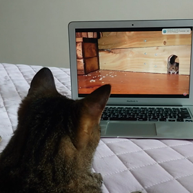 猫にYouTubeの画像
